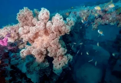 鲍鱼直播探索海洋奥秘，发现海底奇观，感受自然魅力