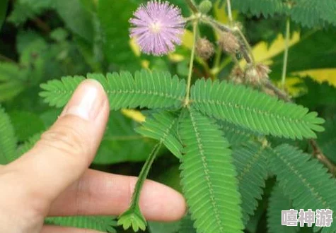 含羞草传谋隐藏：揭示了这种植物在自然界中的独特生存策略及其与环境之间的微妙关系