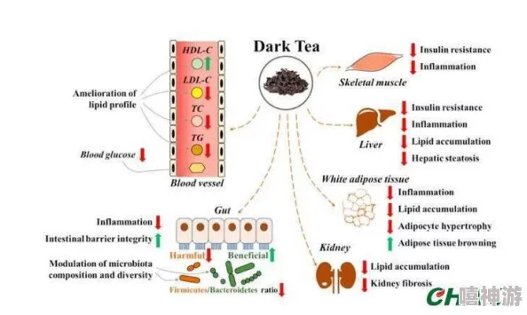 末发成年娇小性特征的生物学机制及其对社会适应性的影响研究与分析