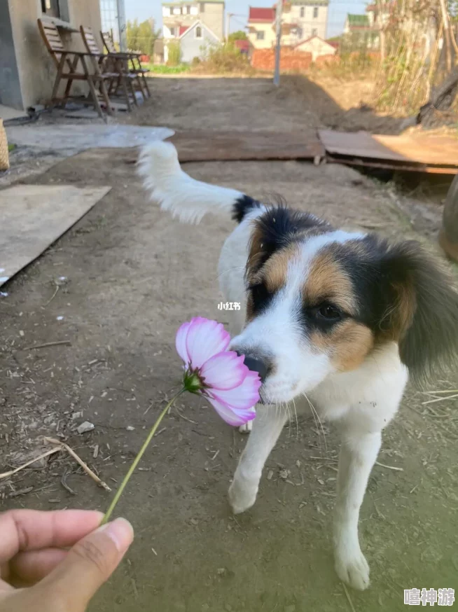 二狗寻花历经艰辛终寻得奇花异草却发现只是一株塑料假花